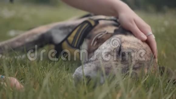 公园内漫步宠物灰狗德国牧羊犬视频的预览图