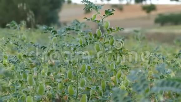 鹰嘴豆在鹰嘴豆地里开始成熟的植物绿色鹰嘴豆在地里视频的预览图