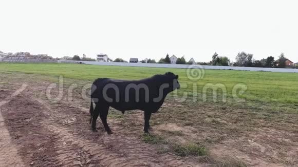 大黑公牛站在现代农田围栏牧场的地面上视频的预览图