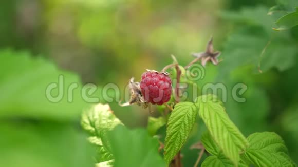 花园里的红熟多汁的覆盆子一种大甜的覆盆子浆果覆盆子的收获树枝上美味的浆果视频的预览图