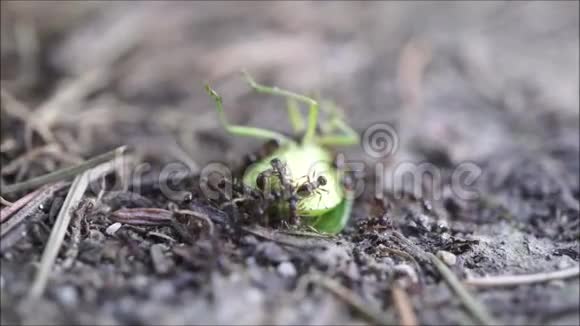蚂蚁在后院花园里吃绿虫视频的预览图