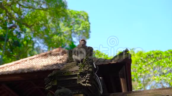 一只猴子坐在寺庙的墙上森林里满是石雕视频的预览图