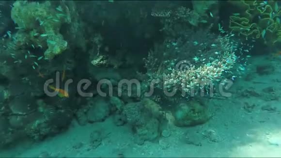 珊瑚鱼在珊瑚礁周围游动视频的预览图