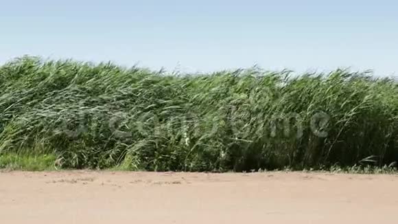 绿草在风中摇曳慢动作视频视频的预览图