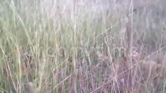 绿草带风日视频的预览图