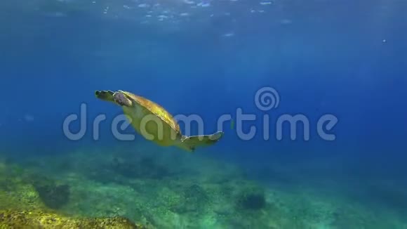 绿海龟海龟游泳海洋生物和蓝海视频的预览图