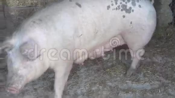 农场里猪圈里的猪视频的预览图
