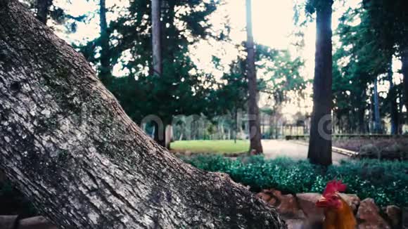 超慢运动的柯克雷尔上升树干视频的预览图