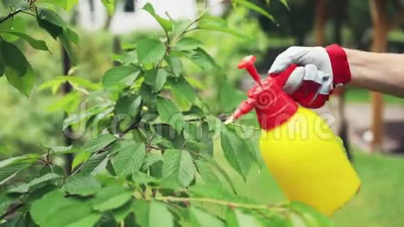 园艺师喷洒樱桃树防虫害视频的预览图