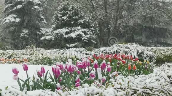 在公园的花圃上下雪了视频的预览图