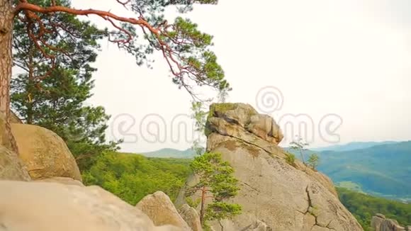 前进到松树林和山谷夏日的太阳耀斑视频的预览图