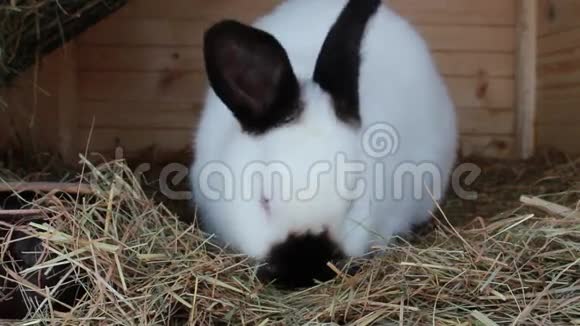 兔食视频的预览图
