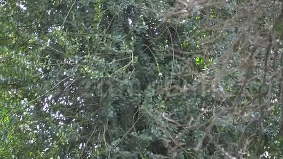 杉树茎松林和太阳梁视频的预览图