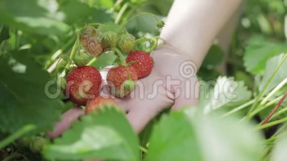 采摘草莓手里拿着一堆浆果视频的预览图