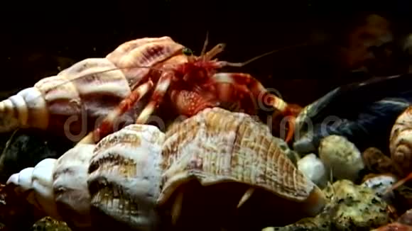 巨蟹座隐士从水下的贝壳里出来在白海寻找食物视频的预览图