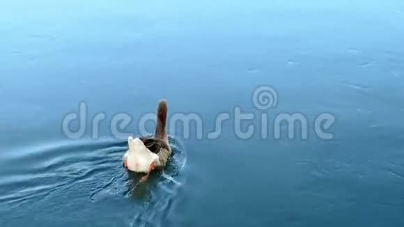 后景鸭鹅游河视频的预览图