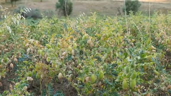 鹰嘴豆植物开始在鹰嘴豆田里成熟绿色的鹰嘴豆在田里成熟视频的预览图