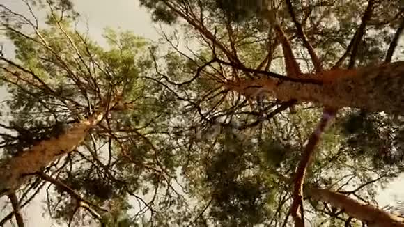 夕阳中的松林从树冠下看风景视频的预览图