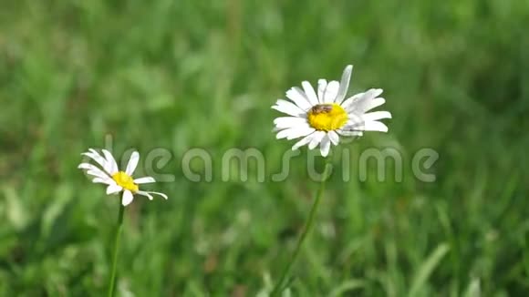 夏天美丽的雏菊在草坪上盛开花卉经营理念特写镜头白色的雏菊花随风飘荡视频的预览图