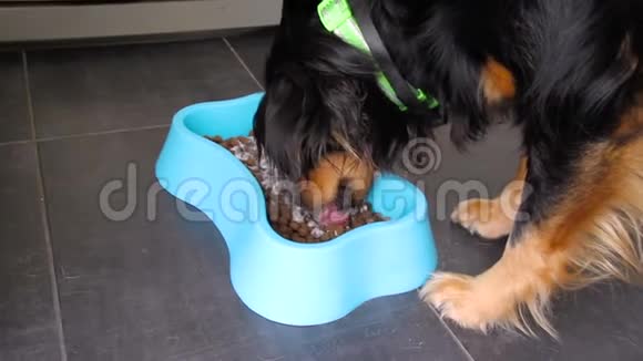 可爱的半种狗在碗里吃食物宠物在家享受美丽的饥饿混合犬室内背景视频的预览图