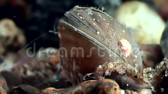 海贝双壳贝壳海螺牡蛎靠近海底视频的预览图