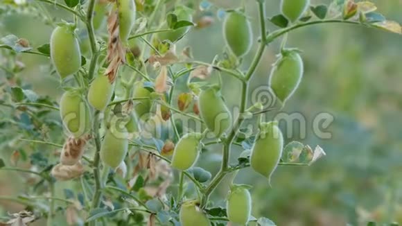 鹰嘴豆植物开始在鹰嘴豆田里成熟绿色的鹰嘴豆在田里成熟视频的预览图
