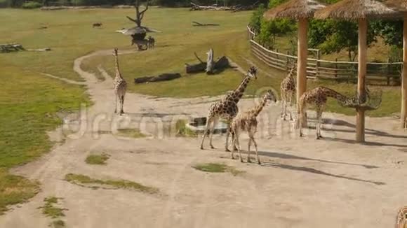 公园里长颈鹿成群视频的预览图