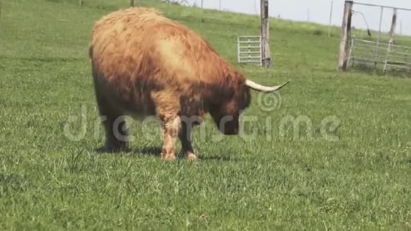 苏格兰高地毛茸茸的红牛视频的预览图