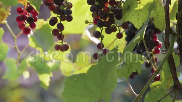 葡萄在阳光下葡萄丰收视频的预览图