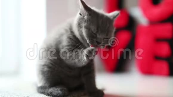 可爱的英国小猫露出爪子视频的预览图