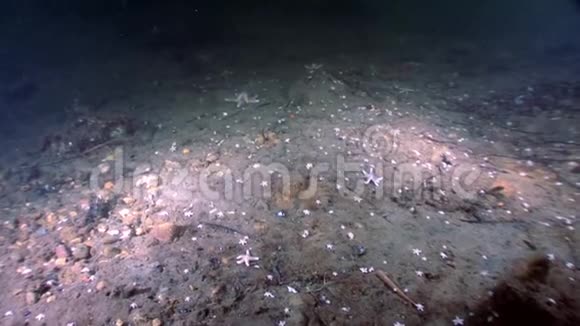 红海星许多在白海海底的小海星视频的预览图