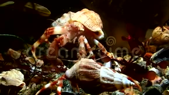 在白海海底寻找食物的隐士蟹家族视频的预览图