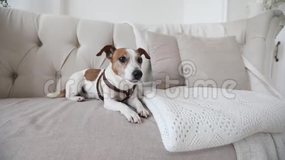 沙发上的小狗视频的预览图