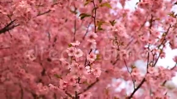 盛开的粉红色骶骨树樱花盛开视频的预览图