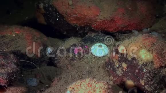 海胆在海底海底的骨骼视频的预览图