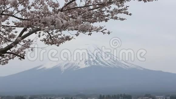樱花与富士山在Kawaguchiko湖视频的预览图