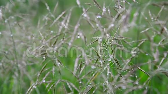 野燕麦从雨中淋湿视频的预览图