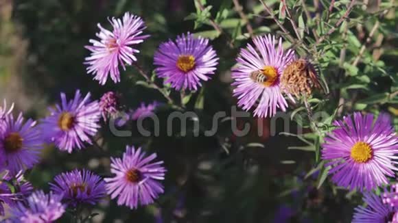 成年蜜蜂授粉紫花视频的预览图