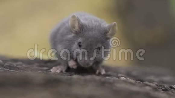 野生木鼠栖息在森林地板上的一棵树根上视频的预览图