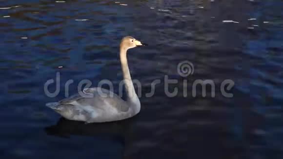 美丽的灰色天鹅在湖里游泳野生动物潜水喝水吃玉米4k视频的预览图
