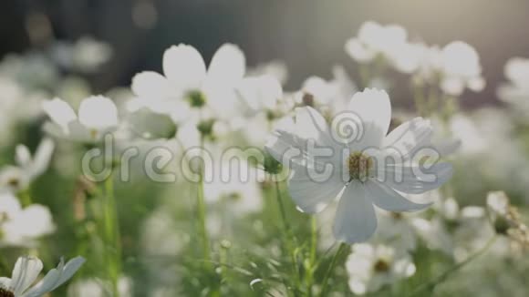 美丽的白色宇宙花在花园里绽放视频的预览图