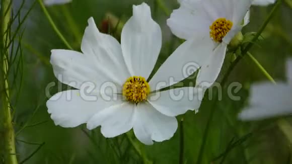 白色的宇宙花朵在靠近视频的预览图