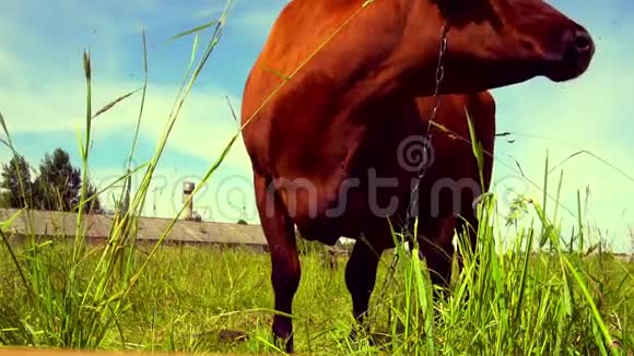 牛在田里放牧奶牛吃草农村日落与奶牛特写慢动作夏季绿野褐牛视频的预览图