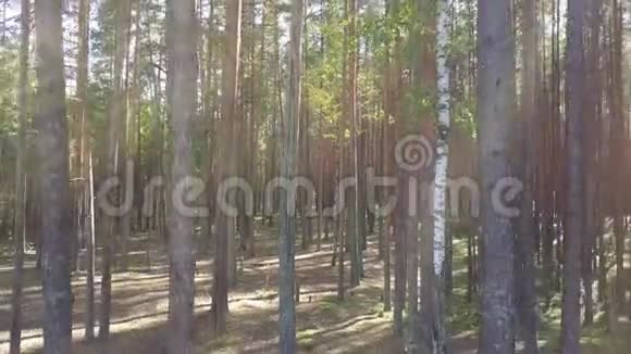 阳光照耀针叶松林美丽的秋天自然鸟瞰图视频的预览图