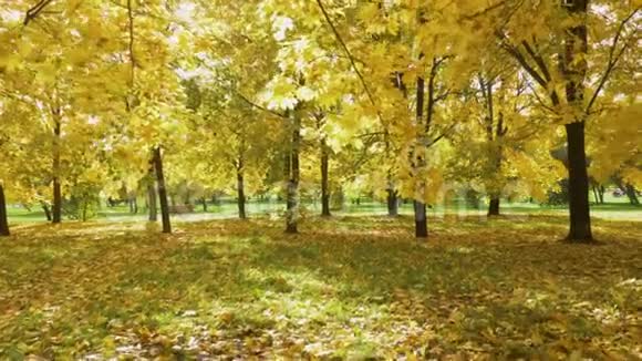 秋天阳光明媚的秋天公园里的树木和树叶上有五颜六色的黄色枫叶视频的预览图
