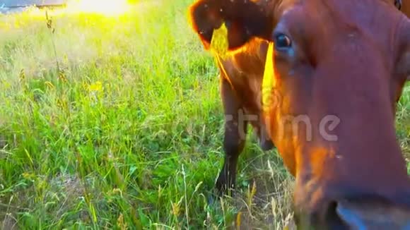 牛在田里放牧奶牛吃草农村日落与奶牛特写慢动作夏季绿野褐牛视频的预览图