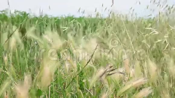 刮风天气的小麦视频的预览图