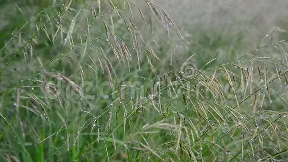 野燕麦从雨中淋湿视频的预览图