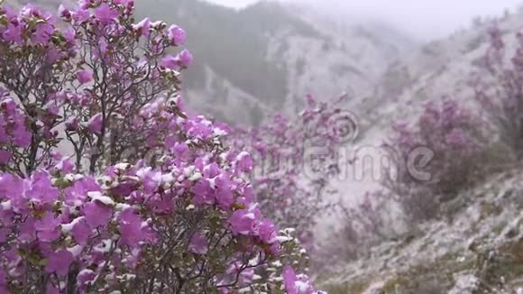 在西伯利亚山区盛开的杜鹃花视频的预览图