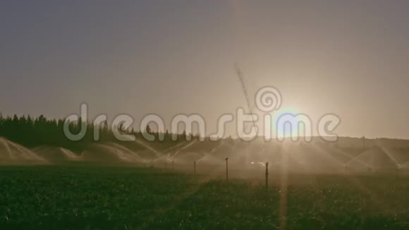 日落时许多撞击喷头灌溉农田的开阔视野视频的预览图